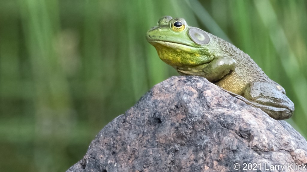 Photograph of an American Bullfrog perched on a pink granite boulder.
