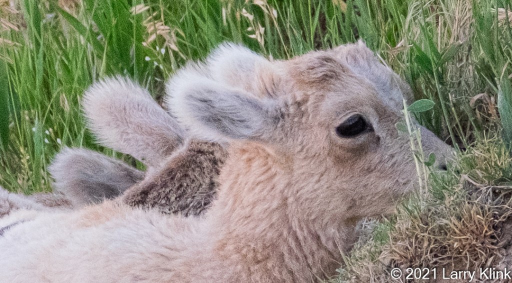 Closeup view of the ears from a group of juvenile bighorn sheep grazing alongside each other.