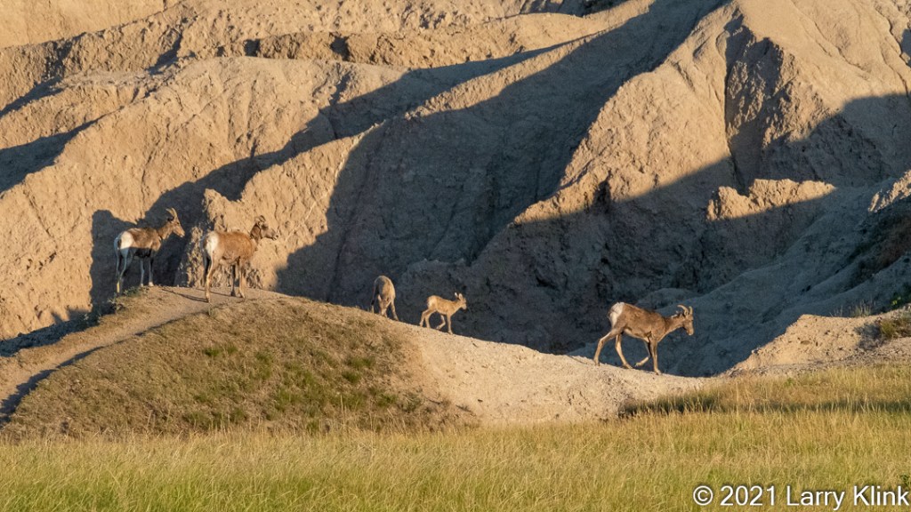Three female and 2 juvenile bighorn sheep traversing a rugged trail.