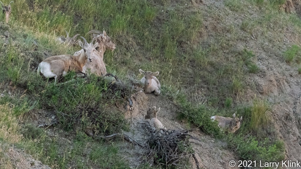 Two female and 3 juvenile Bighorn Sheep resting on a grassy hillside.