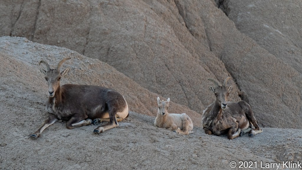 Two female and one juvenile Bighorn Sheep resting on rocky hillside.