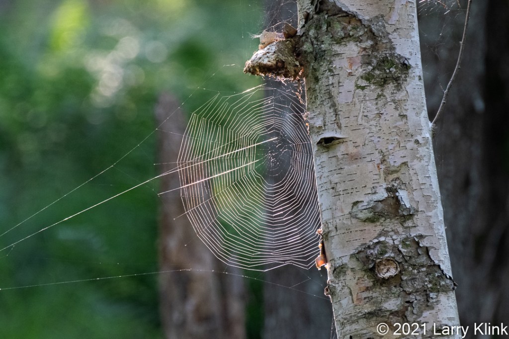 A large, orb style, spider web, highlighted by the sun and attached to a birch tree trunk.