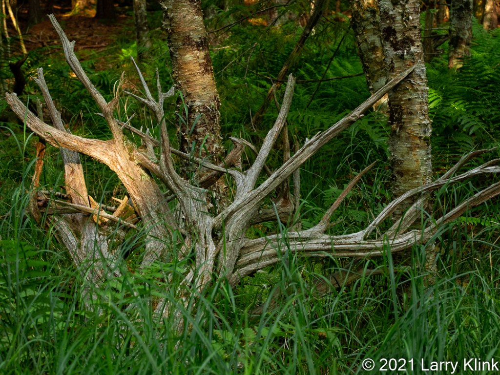 Sun highlighting a very sculptural tree root lying vertically.
