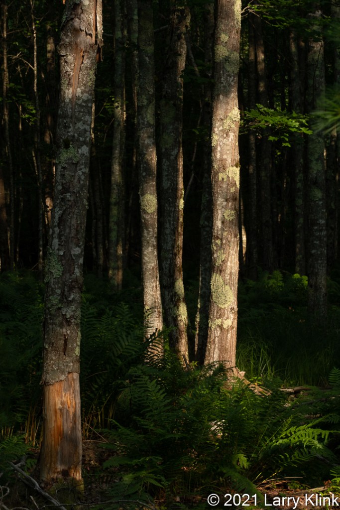 A stand of birch tree trunks highlighted by sunlight.
