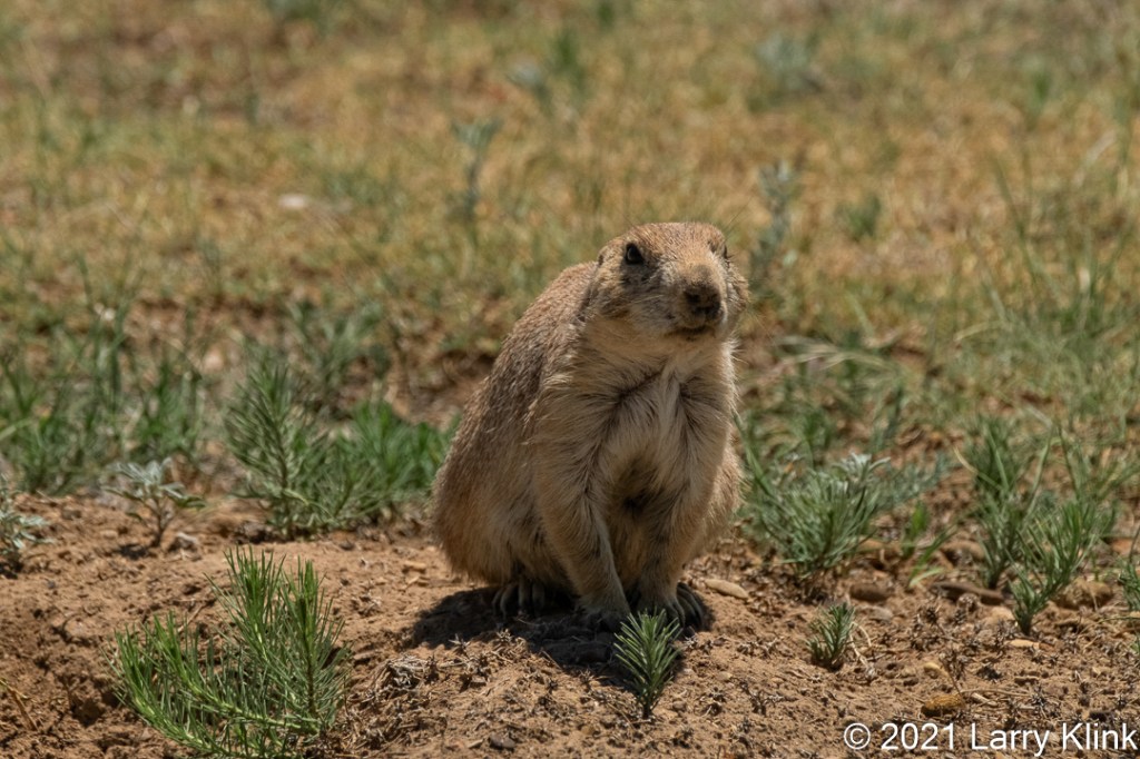 Prairie Dog sitting on mound at den entrance.