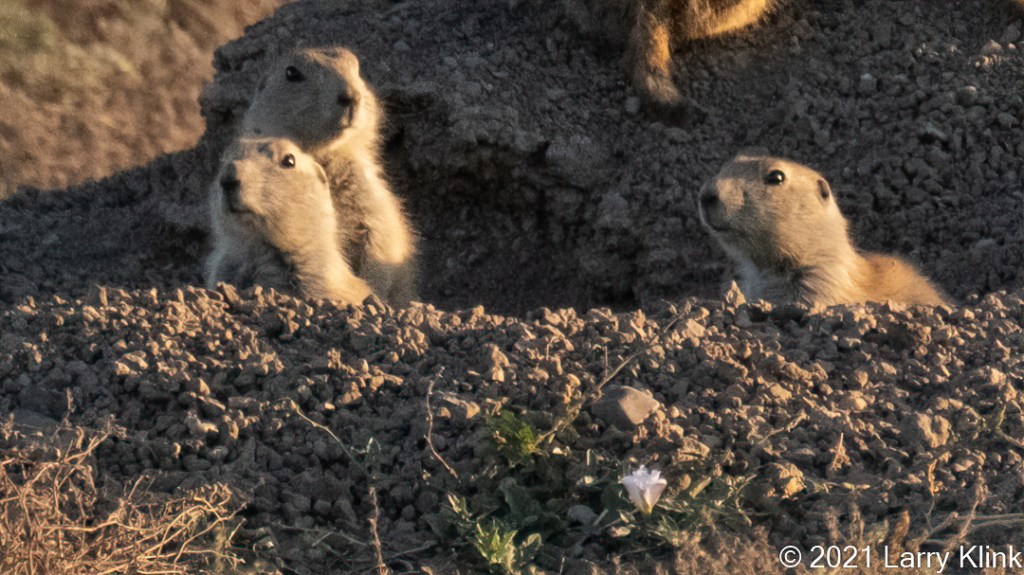 Three juvenile Prairie Dogs observing from the entrance of their den.
