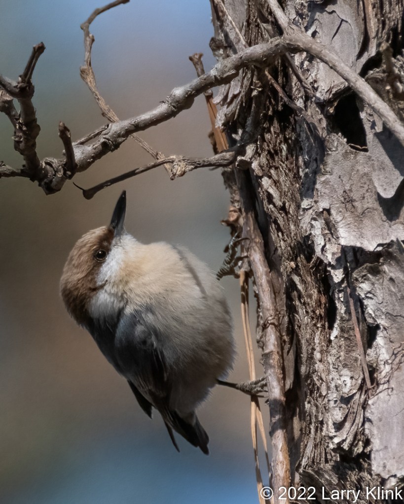 Photograph of a Brown-headed Nuthatch on a tree trunk.