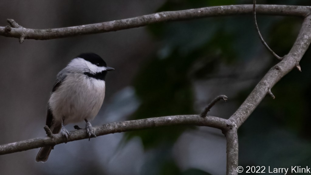 Photograph of a Carolina Chickadee perched on a tree branch.