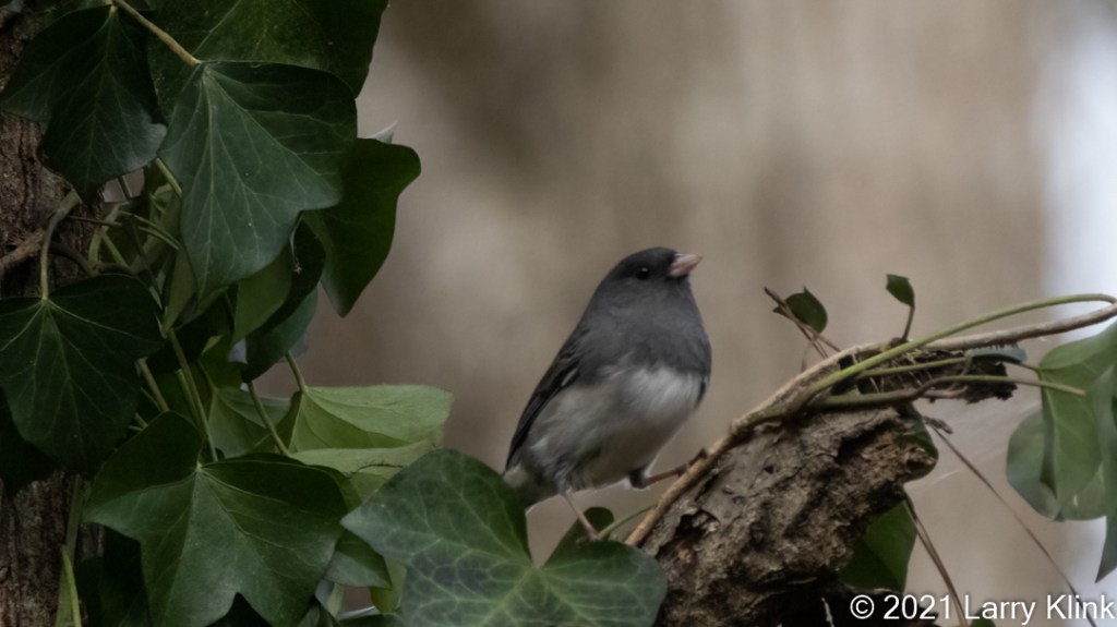 Image of a Dark-eyed Junco perched on a tree branch among leaves of English Ivy.