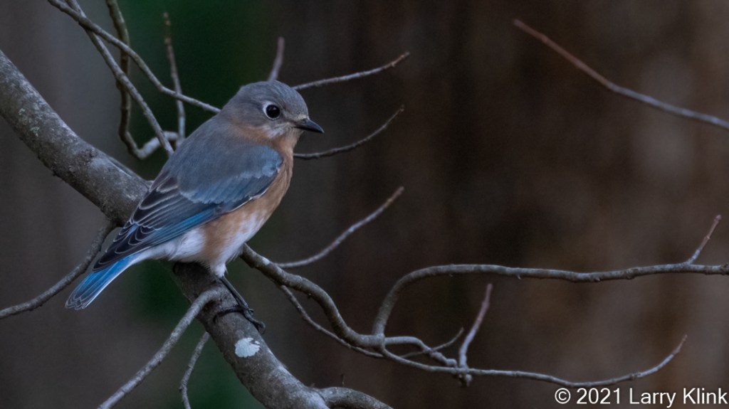 Image of a female Eastern Bluebird perched on a tree limb.