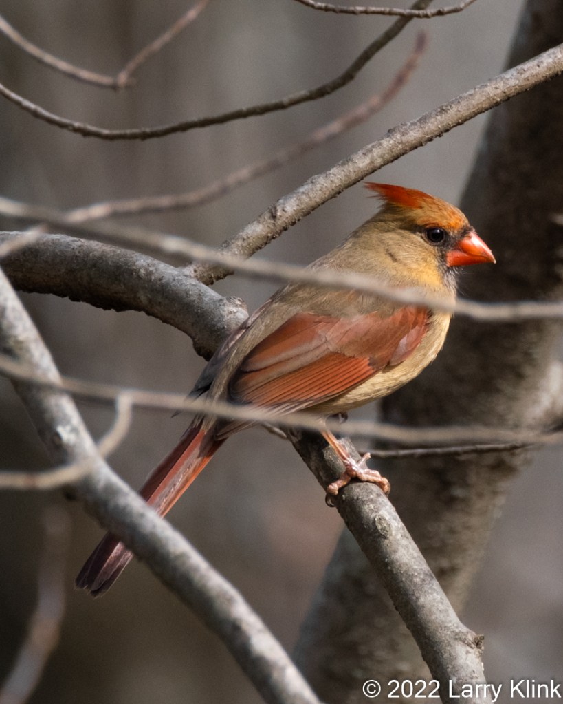 Here are a few more birds from my backyard. 