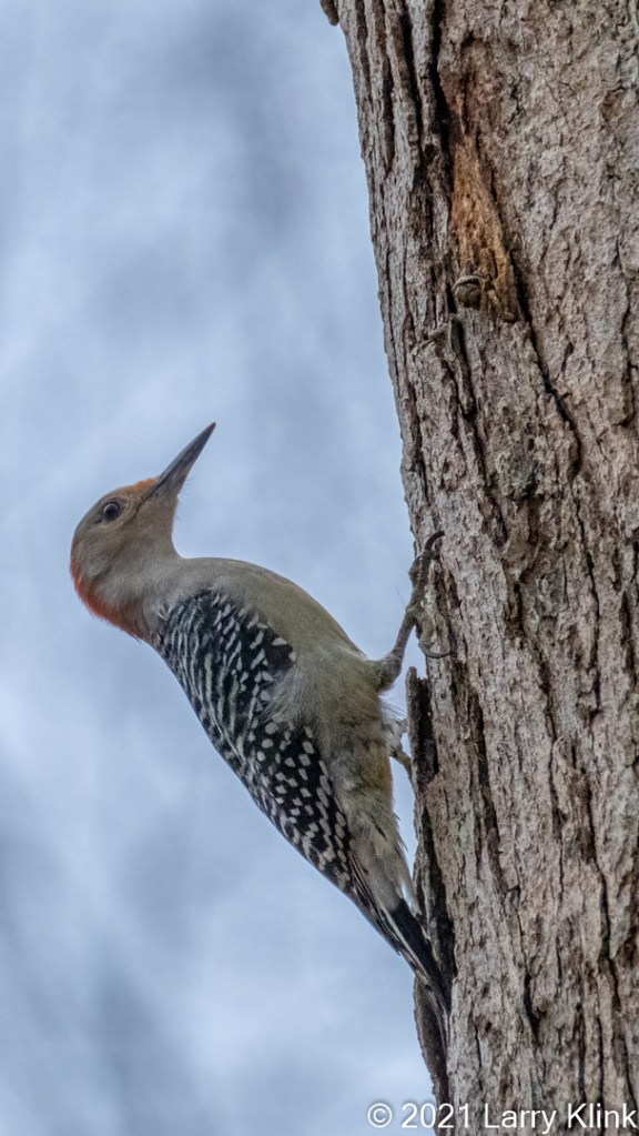 Full length image of a Female Red-bellied Woodpecker examining a potential site for drilling on a tree.