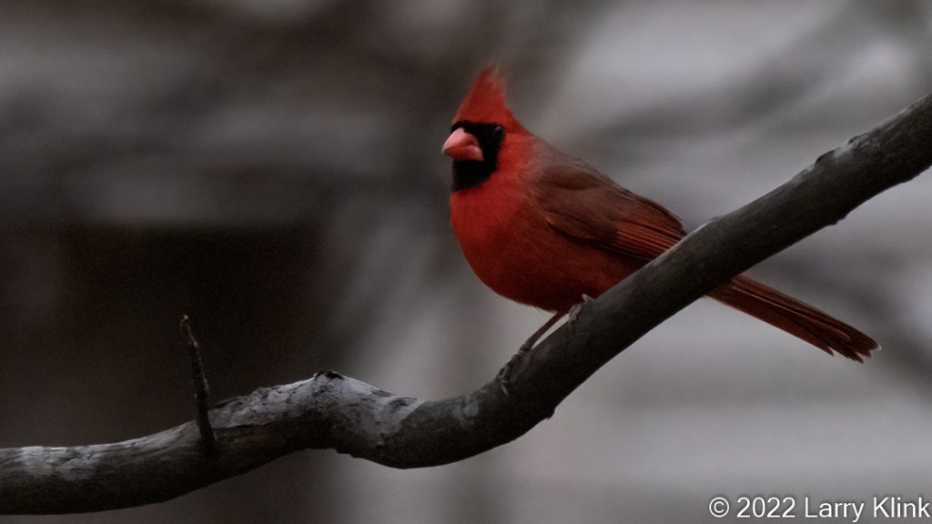 Photograph of a male Northern Cardinal perched on a tree.
