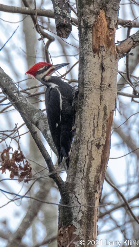 Full length image of a Pileated Woodpecker examining a spot on a tree.