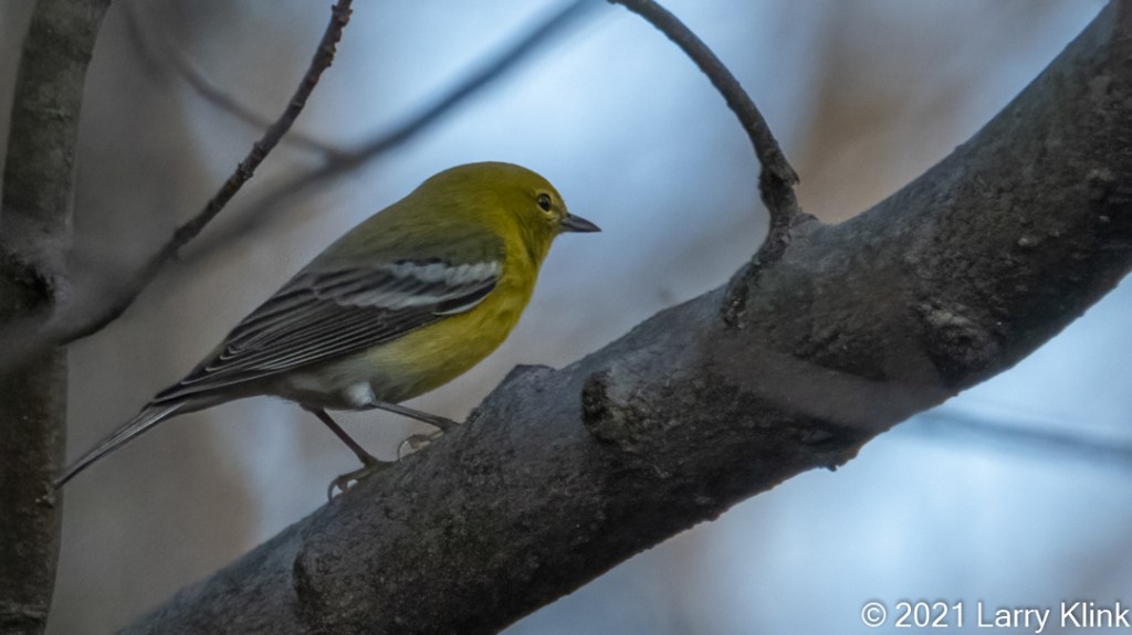 Image of a pine warbler perched on a tree branch.