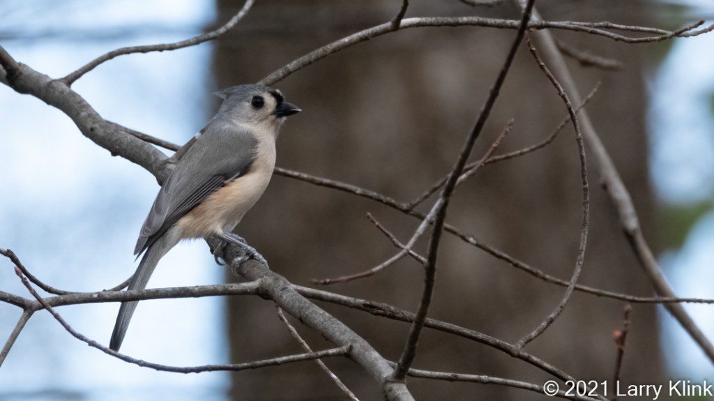 Image of a Tufted Titmouse perched on a tree.