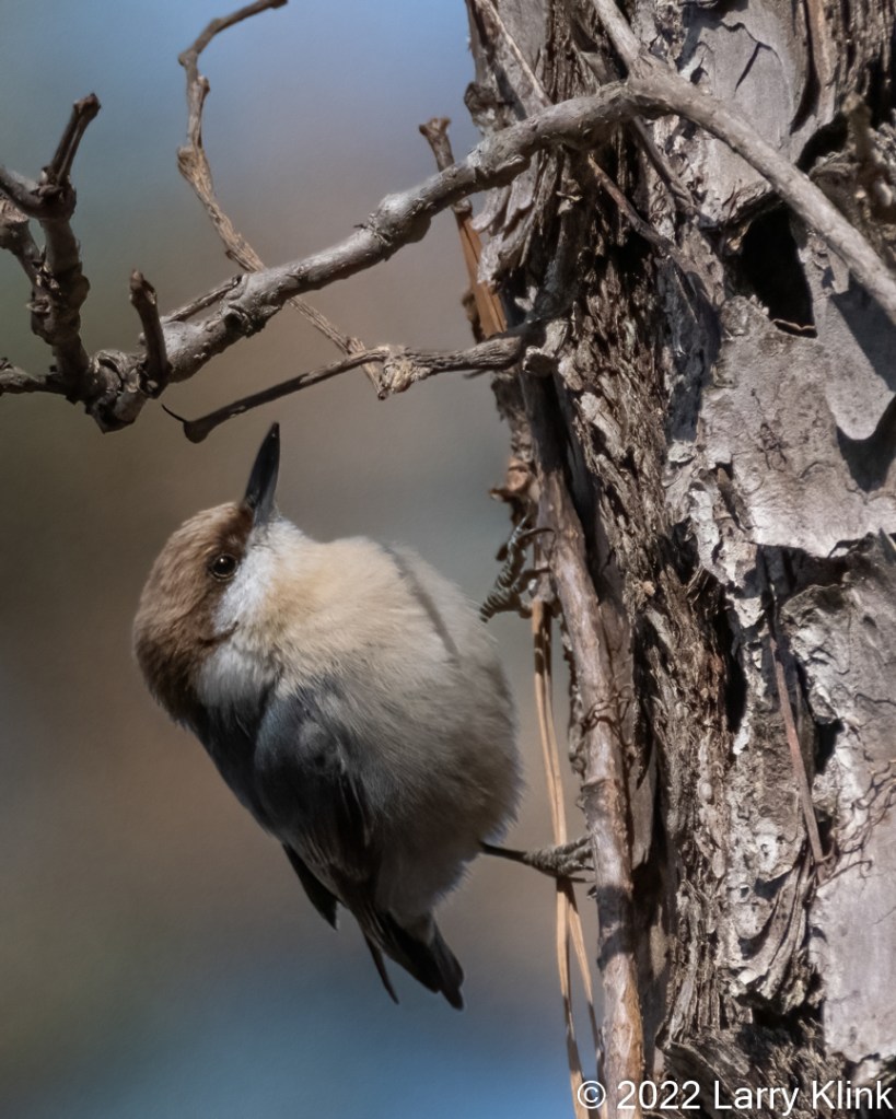 Photograph of a Brown-headed Nuthatch perched on a tree trunk.