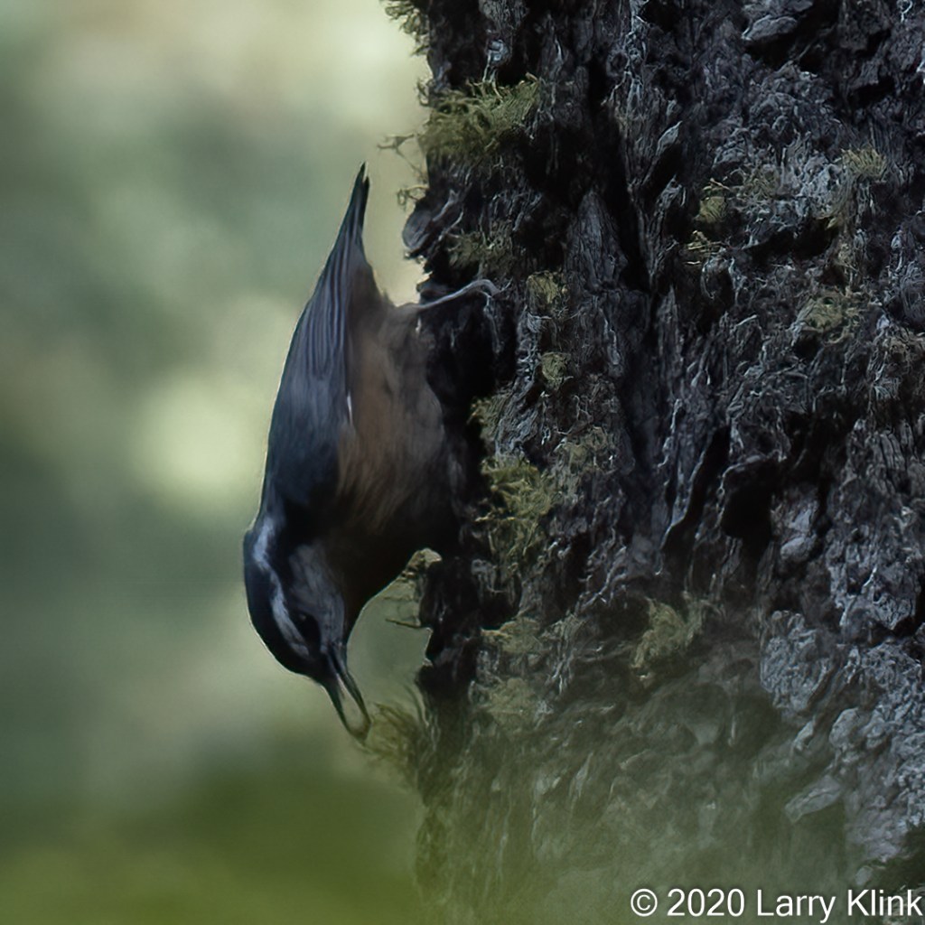 Photograph of a Red-breasted Nuthatch perched, upside down, on a tree trunk.