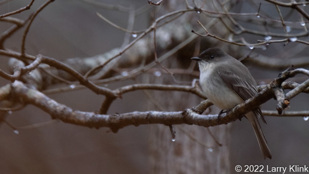Eastern Phoebe perched on a tree branch adorned with raindrops.