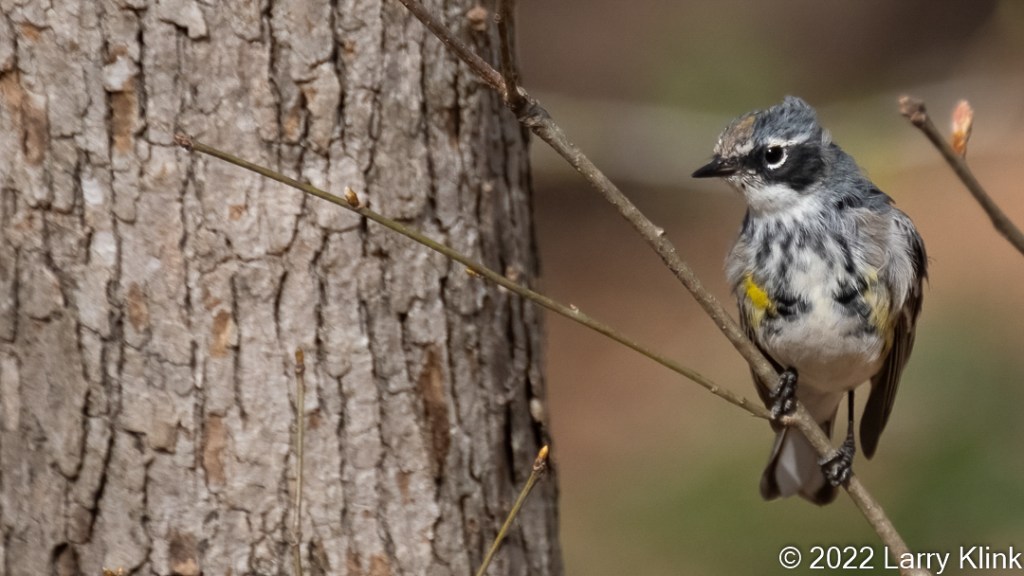 Female Yellow-rumped warbler perched on a branch on the right side of the tree trunk.