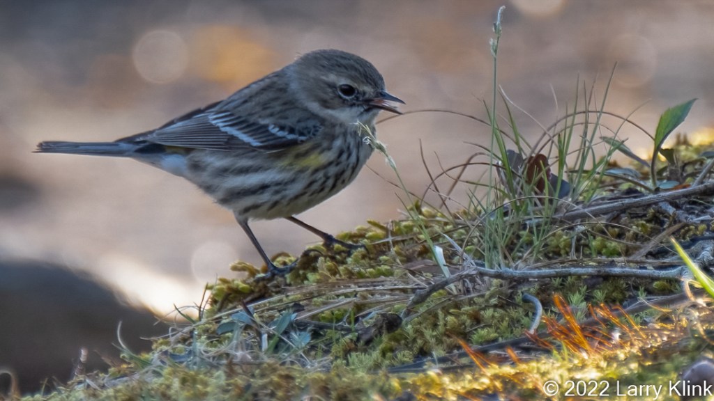 Male Yellow-rumped Warbler on the ground.