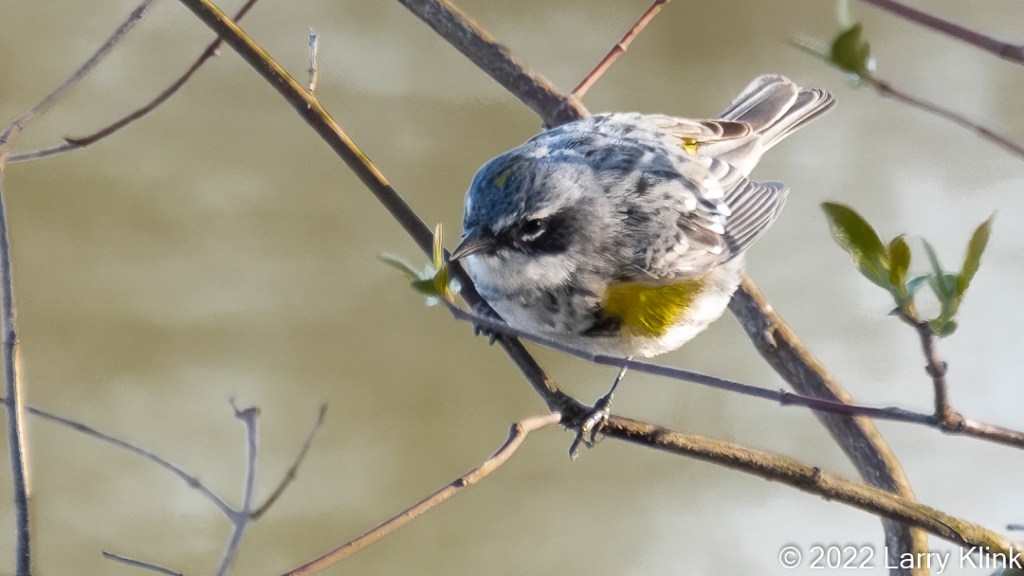 Male Yellow-rumped Warbler perched on a tree branch looking downwards.