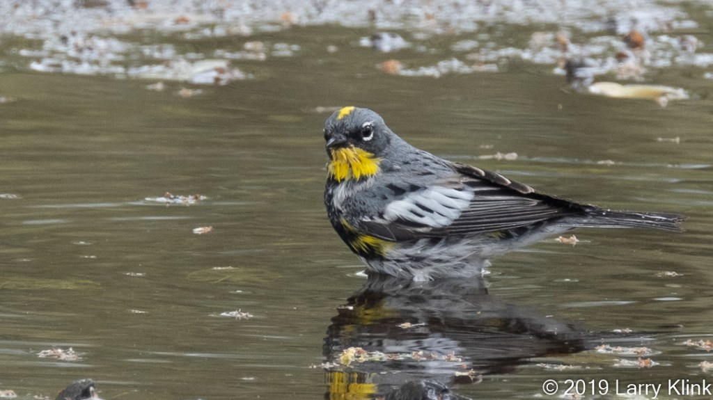 Male Yellow-rumped Warbler bathing in a puddle.
