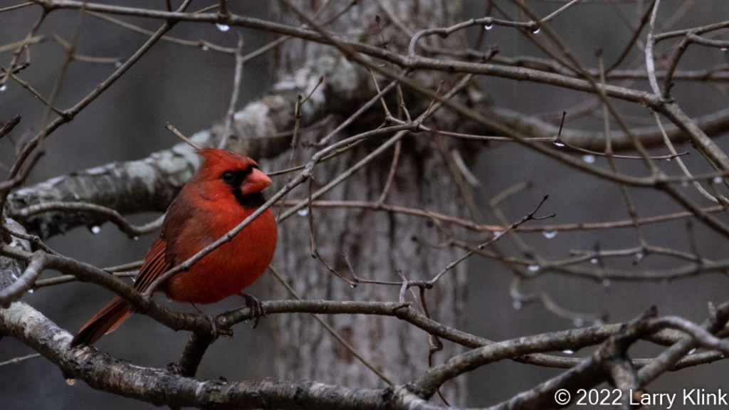 Northern Cardinal perched on a tree branch adorned with raindrops.