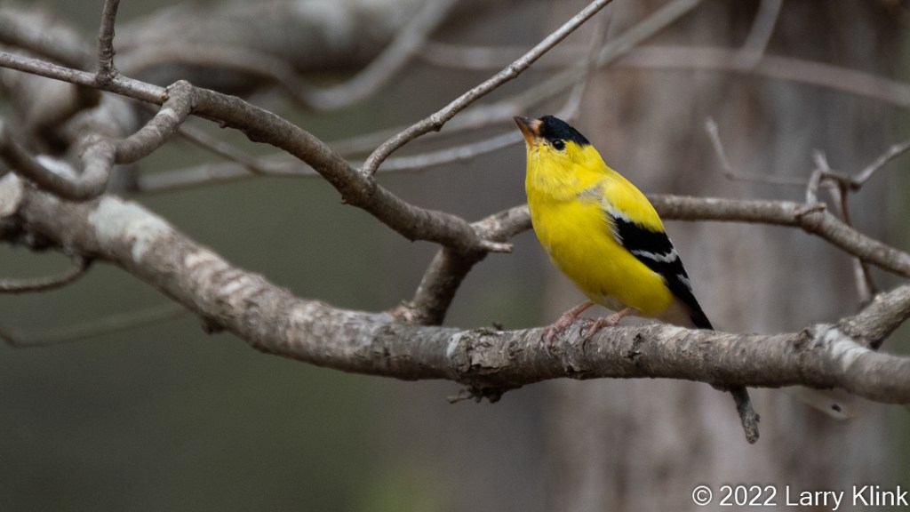 American Goldfinch, whose molt is complete, perched on a tree branch.