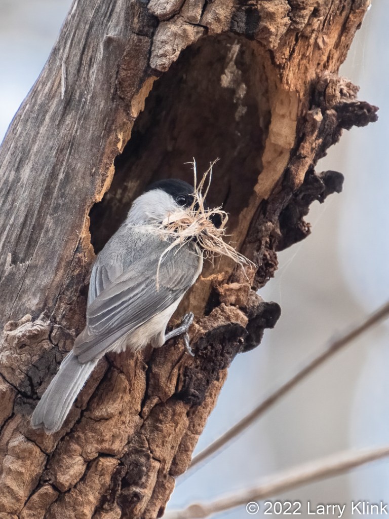 Carolina Chickadee with dried grasses in its beak perched at a nesting cavity in a dead tree.