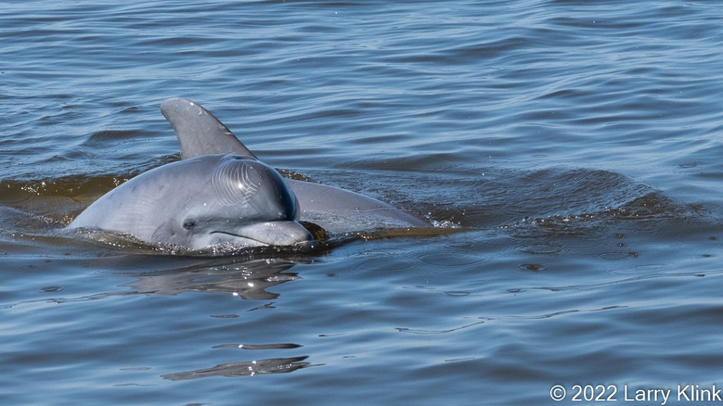 Bottlenose Dolphins swimming.