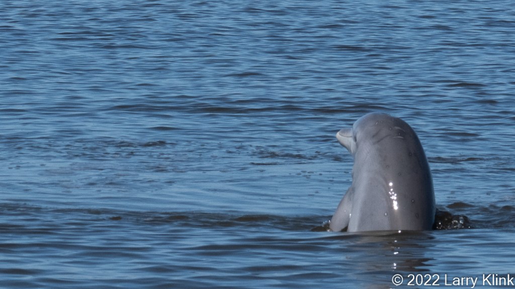 Bottlenose Dolphin in vertical position.