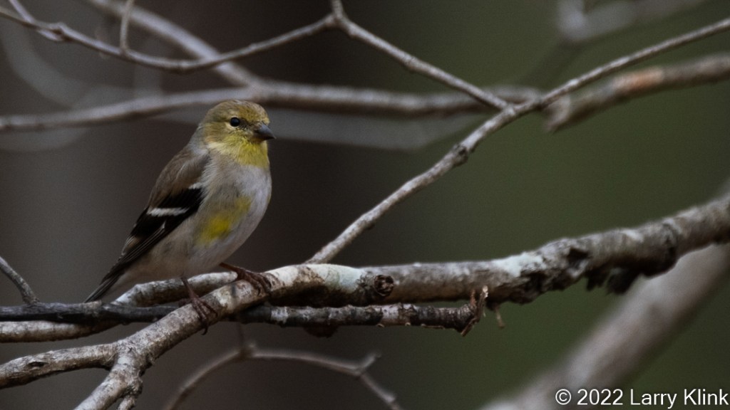Male American Goldfinch, in early stage of molt into breeding plumage, perched on a tree branch.