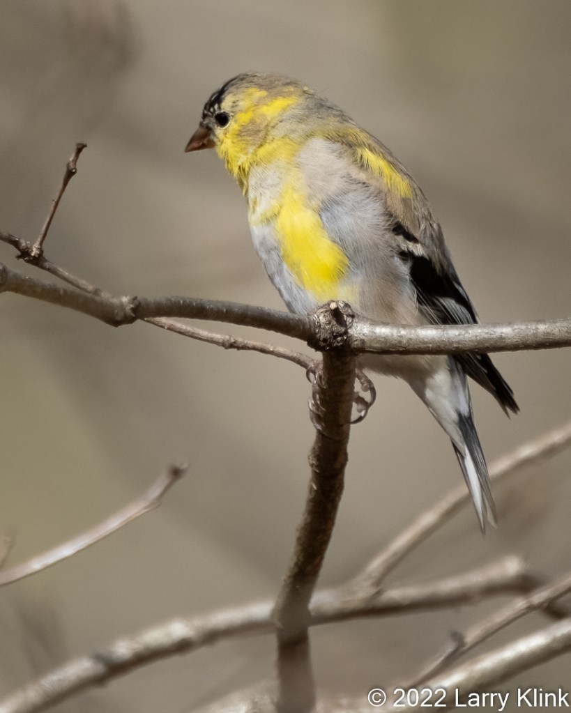 Male American Goldfinch, in mid-stage of molt into breeding plumage, perched on a tree branch.