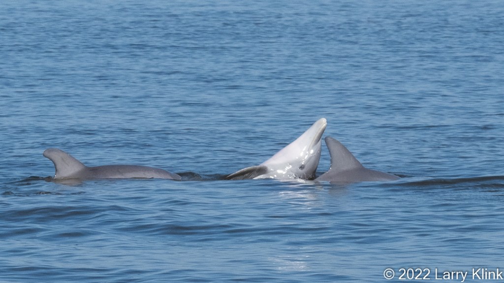 Bottlenose dolphins mating.