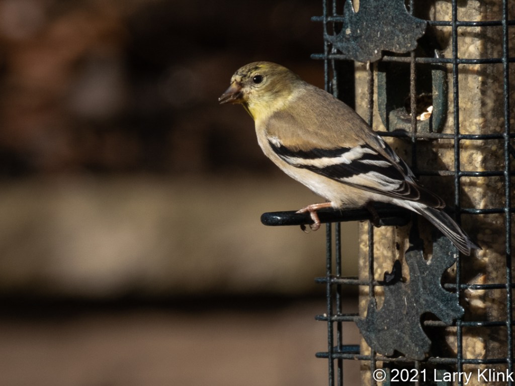 Male American Goldfinch, in his non-breeding plumage, at a bird feeder.