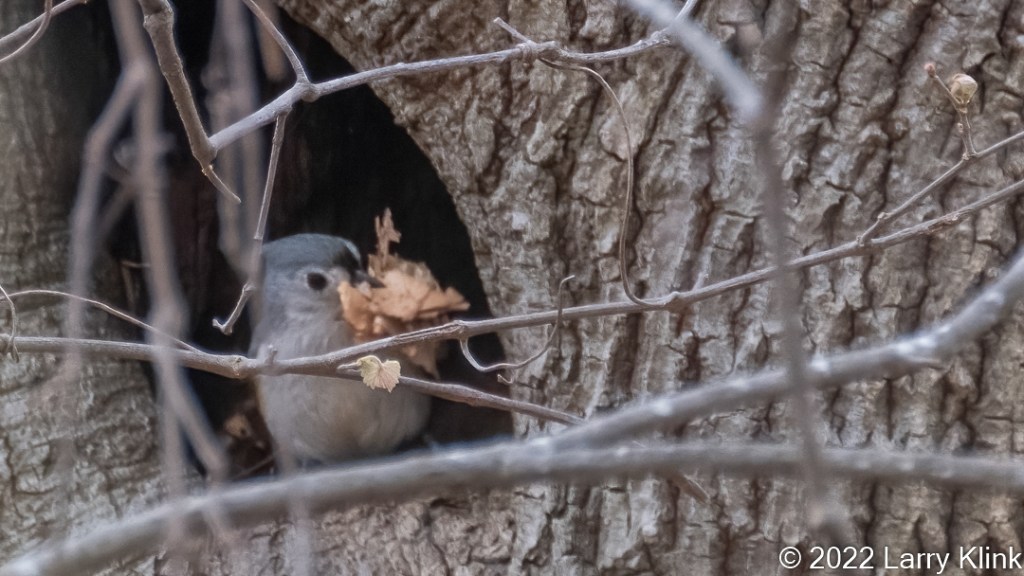 Tufted Titmouse with dried leaves in its beak, perched in its nesting cavity in a tree.