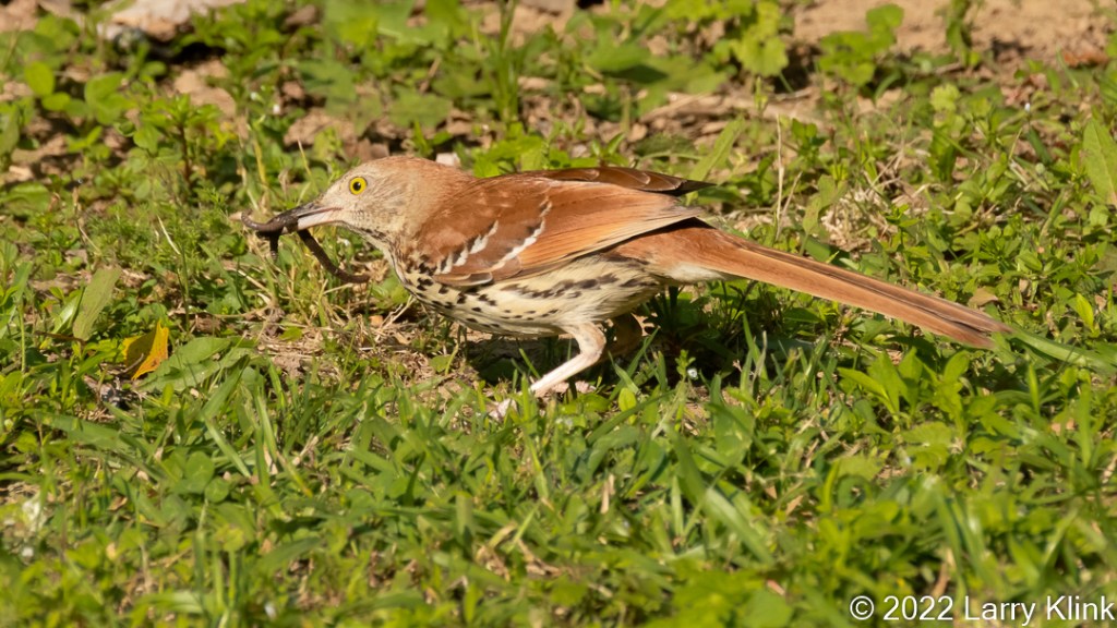 Brown Thrasher on the ground with a worm in its beak.