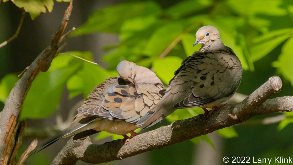 A pair of mourning doves preening while perched on a tree branch.