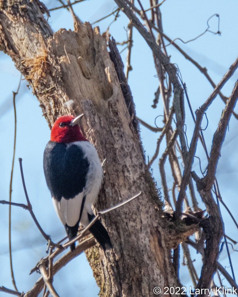 Red-headed woodpecker perched on a tree trunk.