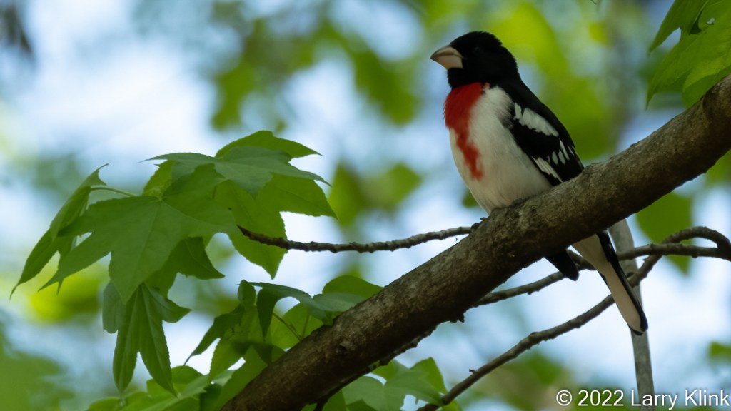 Rose-breasted Grossbeak perched on tree branch.