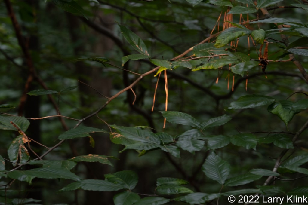 Early morning light focusing on a twig with pine needles hanging from it.