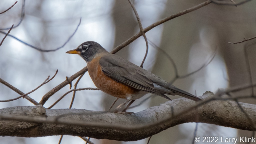 An American Robin perched on a tree branch.