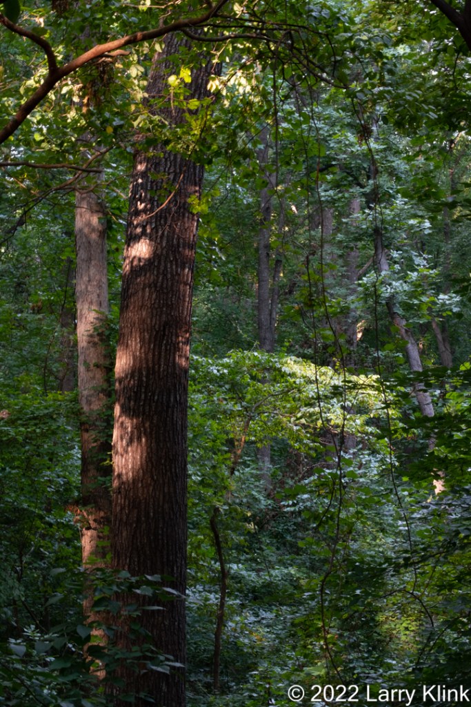 Early morning light filtering into a forest defining a path deep into that forest.