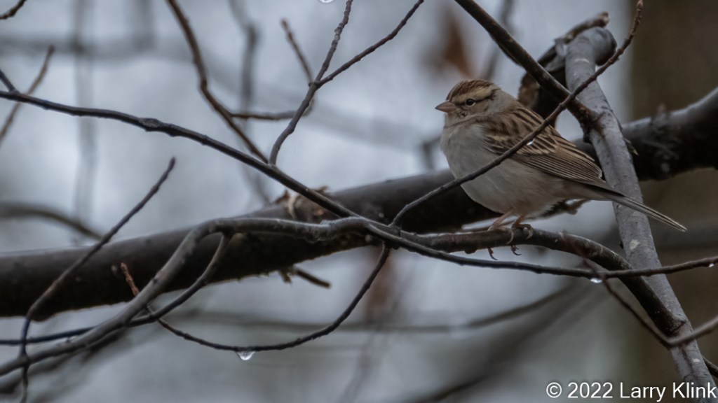 A Chipping Sparrow perched on and surrounded by tree branches.