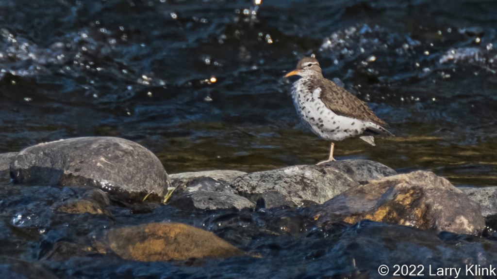 A Spotted Sandpiper perched on one leg, on a rock, with blue water from the American RIver in the background.