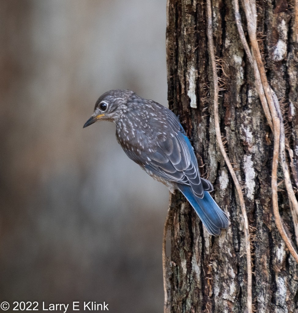 Juvenile Eastern Bluebird perched on a tree trunk.