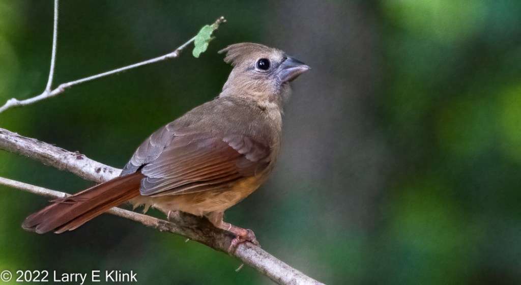 Juvenile Northern Cardinal perched on a tree branch.