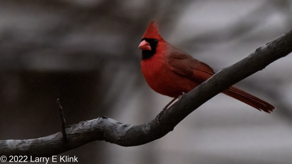 Male Northern Cardinal perched on a tree branch.