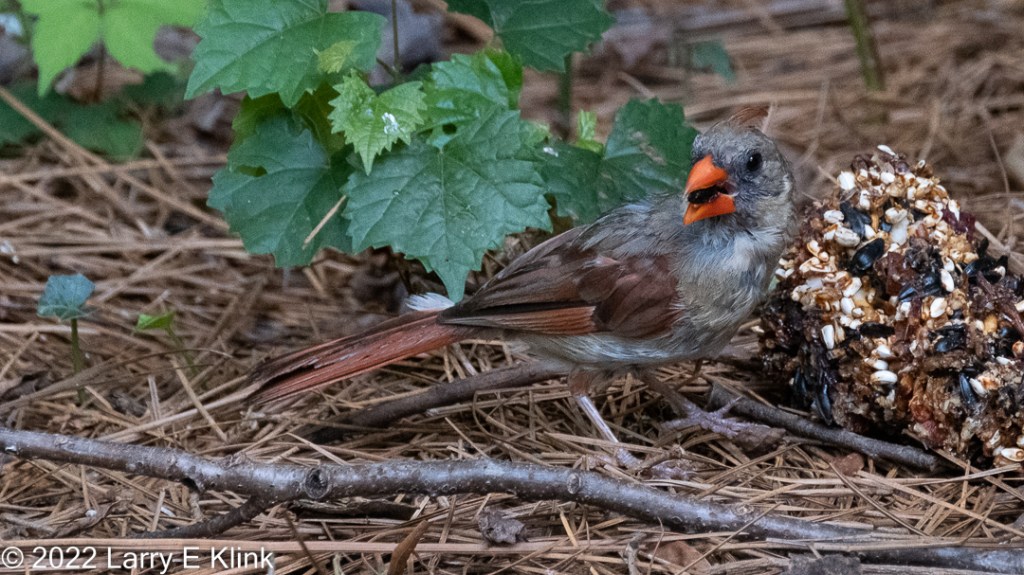 Molting Northern Cardinal on the ground surrounded by a cluster of green leaves, some sticks and a pile of bird seed.